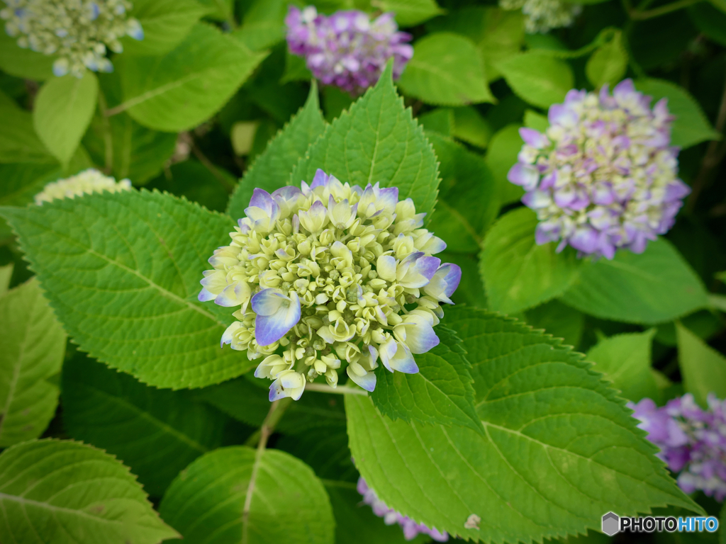 道端の花：ヨーロッパ・エンゲイアジサイ