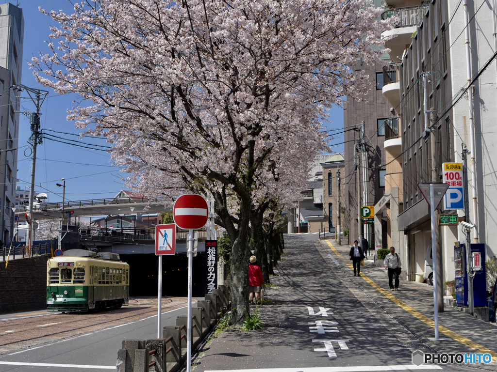 本日の：桜坂上る下る