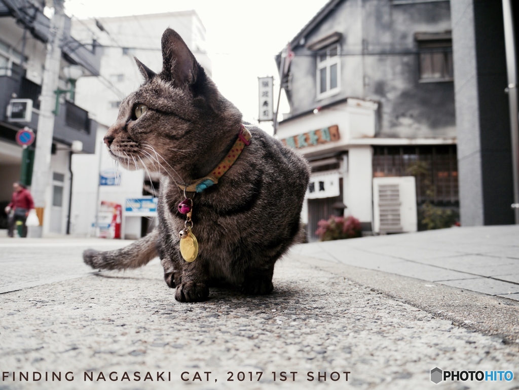 Finding Nagasaki Cat 2017 #1