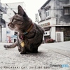 Finding Nagasaki Cat 2017 #1