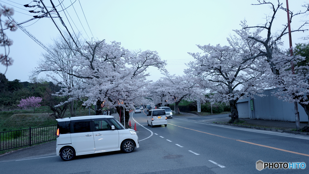 SAKURA Road : Tenri Loop Road, NARA