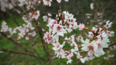 Nagasaki Scape : 春咲き小紅
