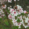 Nagasaki Scape : 春咲き小紅