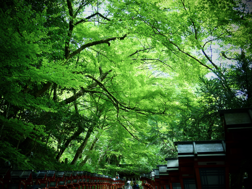 貴船神社で青紅葉