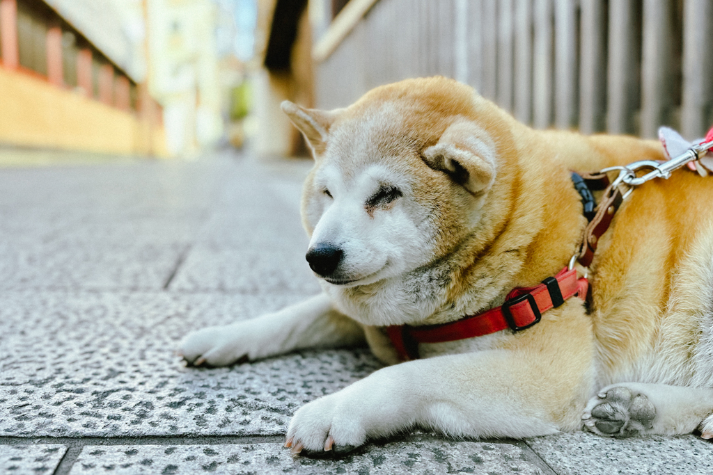 石畳で春眠暁を