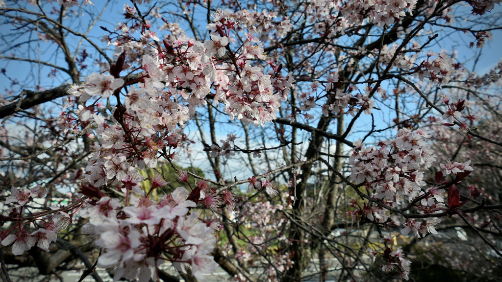 Early blooming, Nagasaki