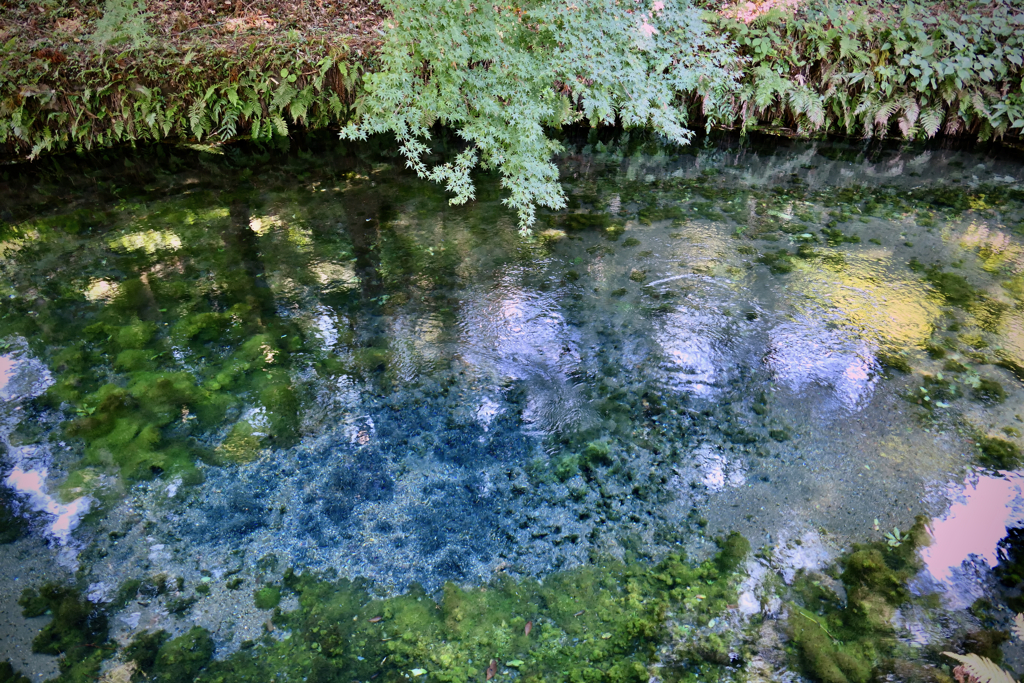 初秋の水源地