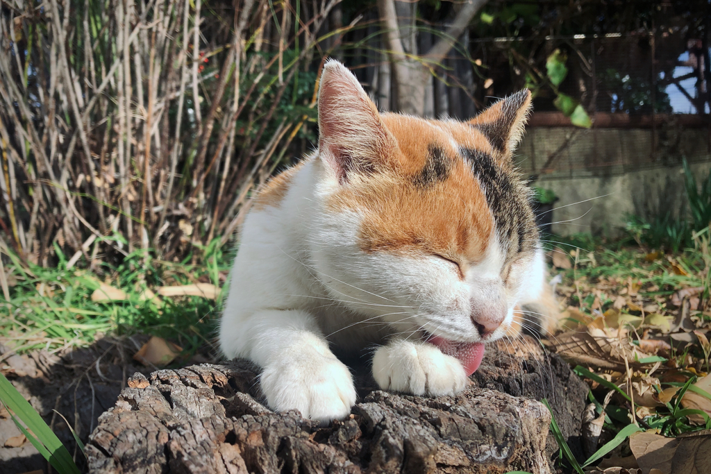 長崎ネコ歩き 2021 No.17