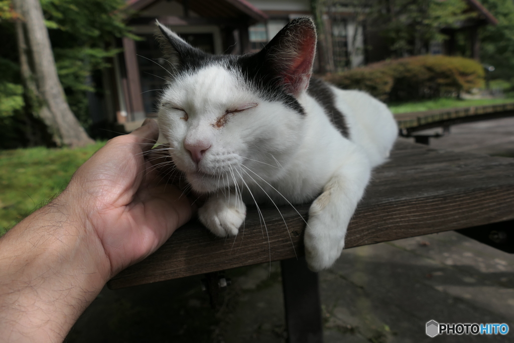 Finding Nagasaki Cat : Unzen Stray Cat