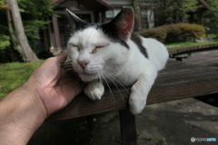 Finding Nagasaki Cat : Unzen Stray Cat