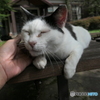 Finding Nagasaki Cat : Unzen Stray Cat