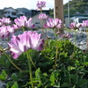 today's flower