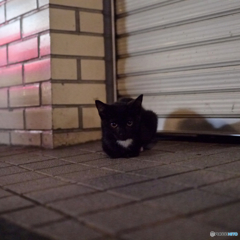 Finding Nagasaki cat : チビクロ II