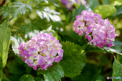 Stay Home in My Garden, Hydrangea 2019