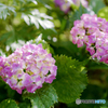 Stay Home in My Garden, Hydrangea 2019