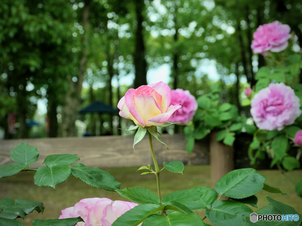 パレスハウステンボス前 薔薇園