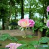パレスハウステンボス前 薔薇園