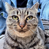 ふたりの好奇心 : Finding Nagasaki Cat