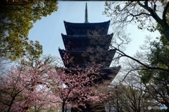 Early spring To-ji, Symbol of Kyoto