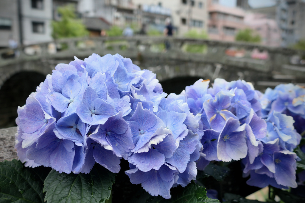 Meganebashi, Rambling with Leica