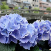 Meganebashi, Rambling with Leica