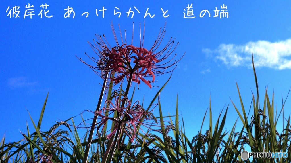 Ikku