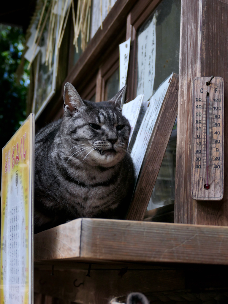 梅宮大社のねこ 2023