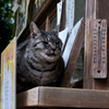 梅宮大社のねこ 2023