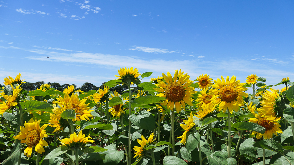 Sunflowers, Aino Unzen