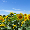 Sunflowers, Aino Unzen