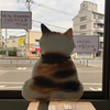 Finding Nagasaki Cat No.17 extra