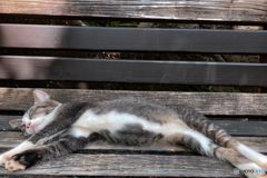 シエスタちゅう：Finding Nagasaki Cat