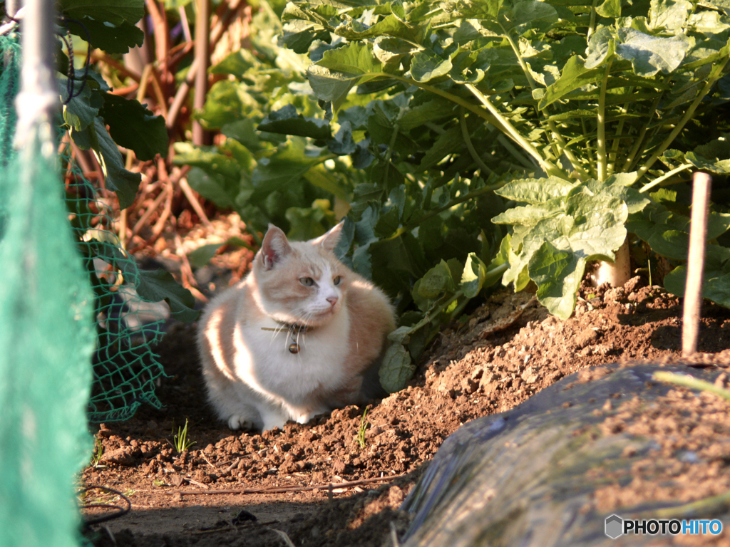 本日の : Finding Nagasaki cat 