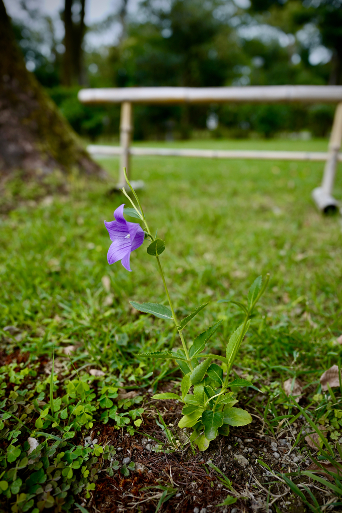 in Shimogamo blooms