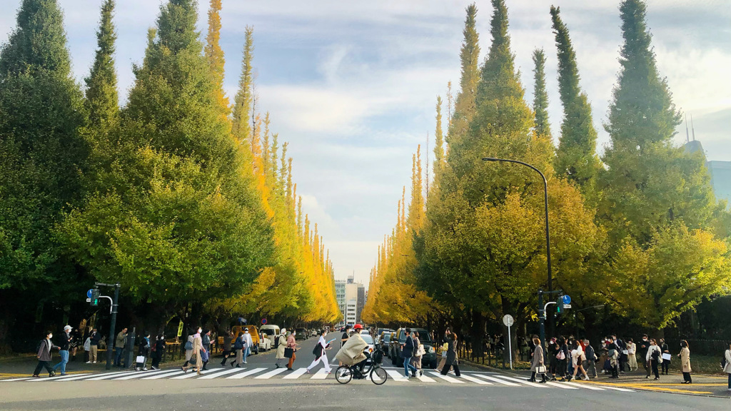 Ginko trees street, rambling iphone