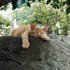 A DAY IN THE PARK