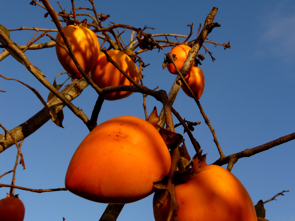 Japanese persimmon