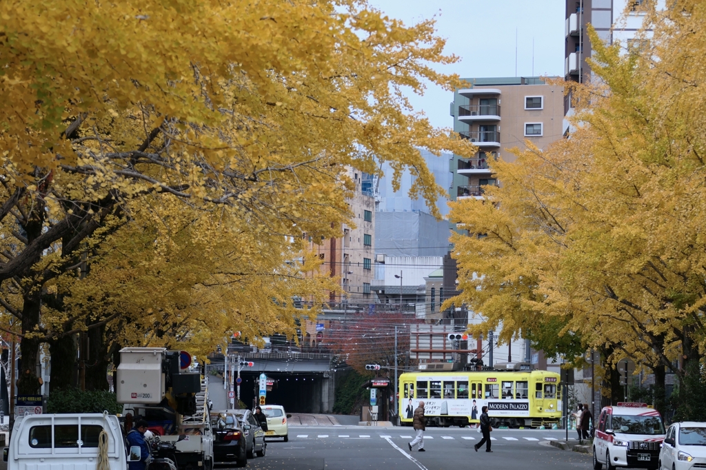 Ginko trees