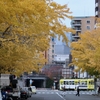 Ginko trees