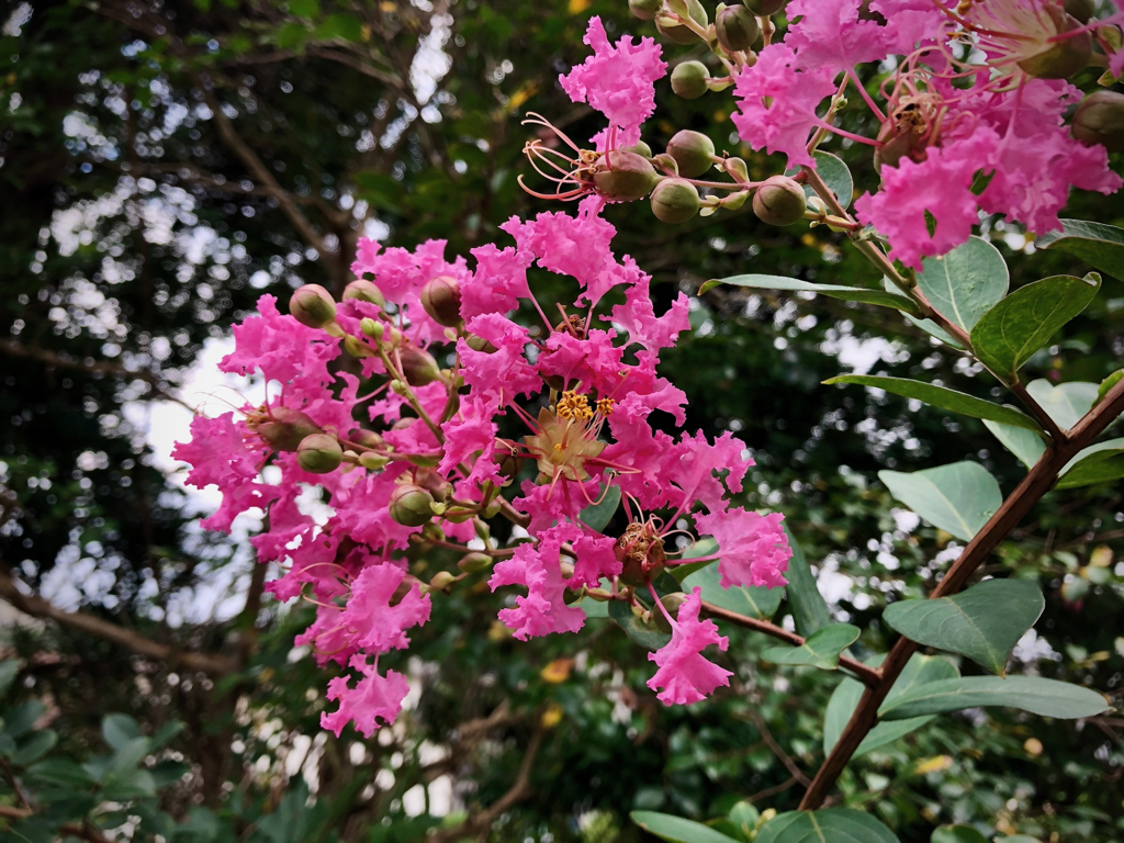 Seasonal Flower in my Garden