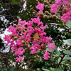 Seasonal Flower in my Garden