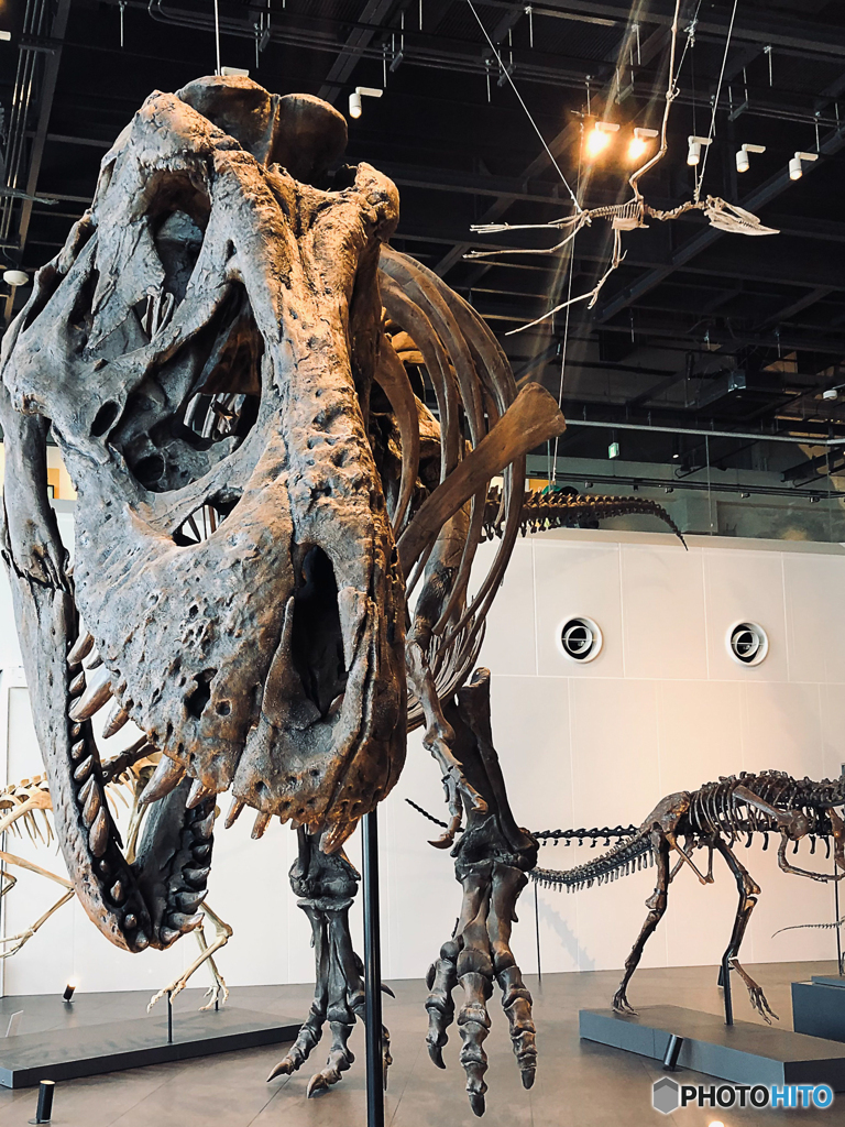 トリックス、長崎市恐竜博物館