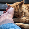 ねこはなんでも知っている