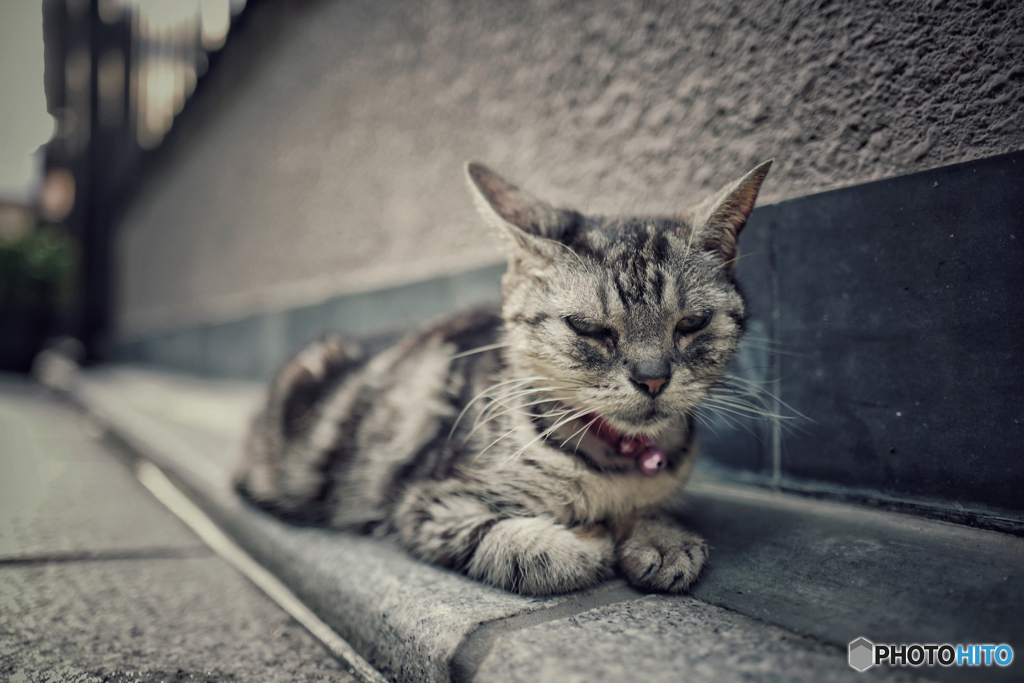 Break time : Finding Gion Cat