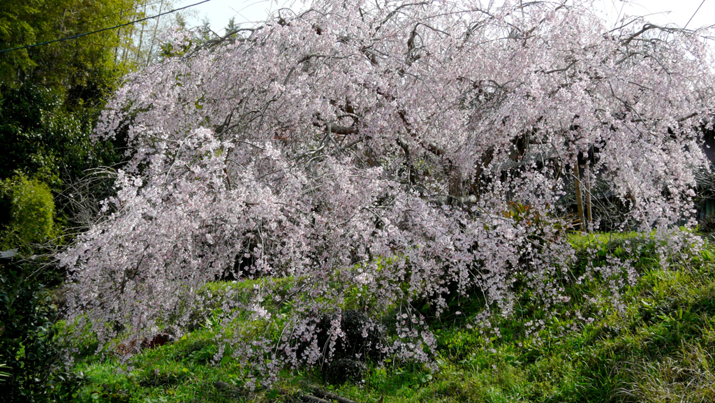 SAKURA 