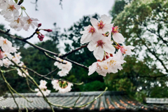 Sakura drops at Northern Area Nagasaki