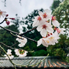 Sakura drops at Northern Area Nagasaki