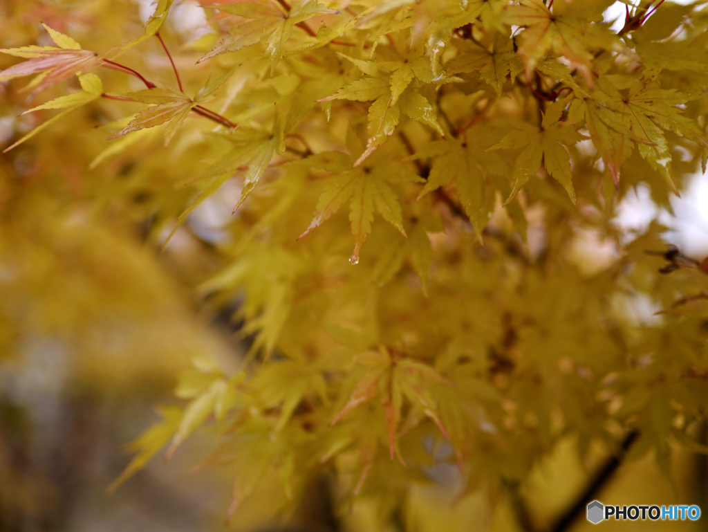 Autumn : beauty in Nature maple leaf