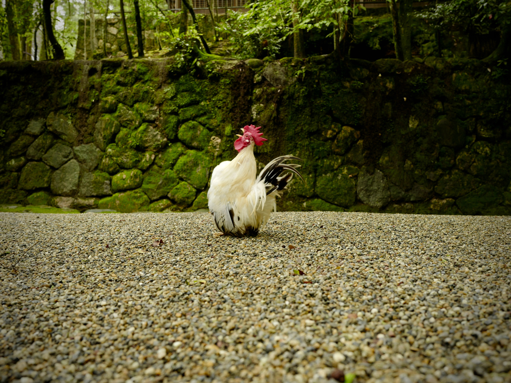 プレイバック７月：時を告げる鳥、石上神宮