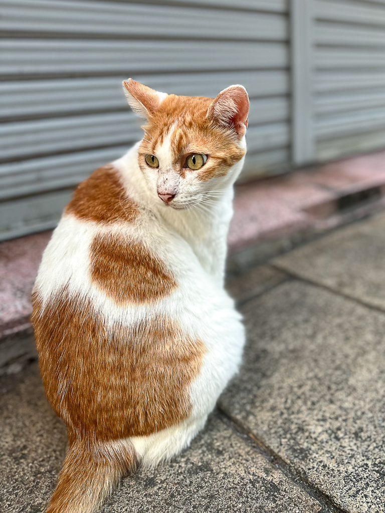 Finding Nagasaki Straycat